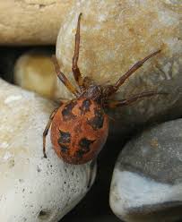 Attēlu rezultāti vaicājumam “Larinioides cornutus female”