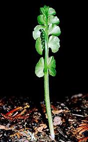 Attēlu rezultāti vaicājumam “Botrychium lunaria”