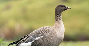 Attēlu rezultāti vaicājumam “Anser anser juvenile”