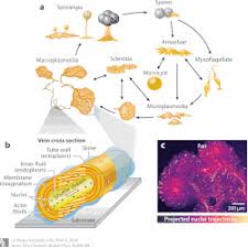 Attēlu rezultāti vaicājumam “Physarum bivalve young”
