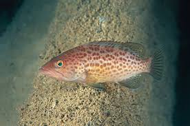 Image result for Mycteroperca phenax