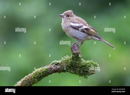 Attēlu rezultāti vaicājumam “Fringilla coelebs juvenile”