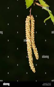 Attēlu rezultāti vaicājumam “Betula nana male flower”