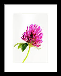 Attēlu rezultāti vaicājumam “Trifolium pratense flower”