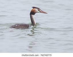 Attēlu rezultāti vaicājumam “Podiceps cristatus adult”