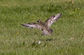 Attēlu rezultāti vaicājumam “Pluvialis apricaria adult”