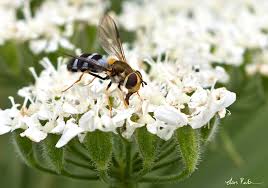 Attēlu rezultāti vaicājumam “Leucozona glaucia”