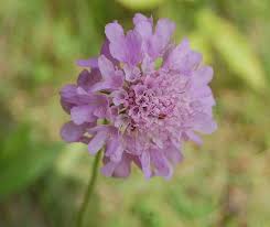 Image result for Scabiosa canescens