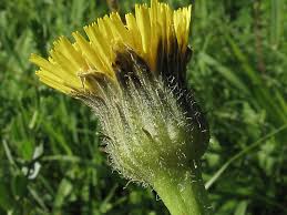 Attēlu rezultāti vaicājumam “Hypochaeris maculata”
