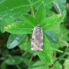 Attēlu rezultāti vaicājumam “Cryptocala chardinyi”