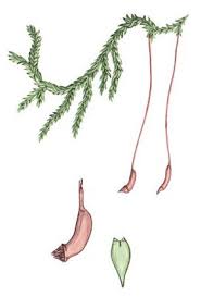 Attēlu rezultāti vaicājumam “Callicladium haldanianum”