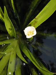 Attēlu rezultāti vaicājumam “Stratiotes aloides flower”