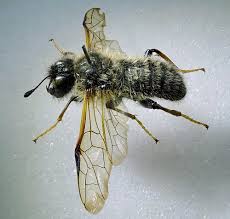 Attēlu rezultāti vaicājumam “Trichiosoma larva”