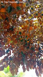 Attēlu rezultāti vaicājumam “Campylium chrysophyllum”