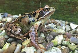 Attēlu rezultāti vaicājumam “Rana temporaria adult”