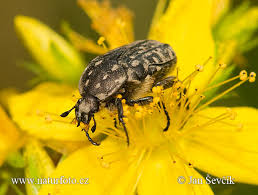 Attēlu rezultāti vaicājumam “Oxythyrea funesta”