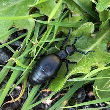 Attēlu rezultāti vaicājumam “Badister bullatus”