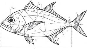 Image result for Caranx crysos