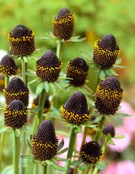 Image result for Rudbeckia