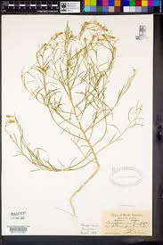 Attēlu rezultāti vaicājumam “Corispermum hyssopifolium”