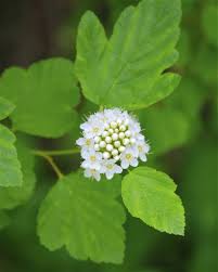 Attēlu rezultāti vaicājumam “Physocarpus opulifolius”