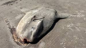 Image result for Mola mola