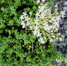 Image result for Mauerpfeffer