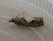 Attēlu rezultāti vaicājumam “Epinotia brunnichana”