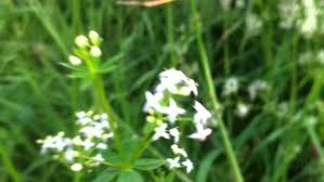 Attēlu rezultāti vaicājumam “Galium uliginosum”