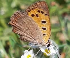 Attēlu rezultāti vaicājumam “Lycaena phlaeas male”