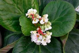 Attēlu rezultāti vaicājumam “Saxifragaceae”