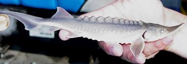 Image result for Acipenser transmontanus