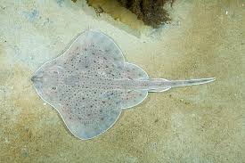 Image result for Leucoraja erinaceus