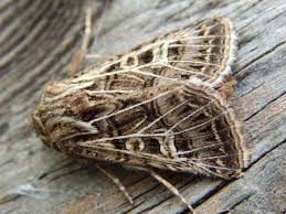 Attēlu rezultāti vaicājumam “Tholera decimalis male”