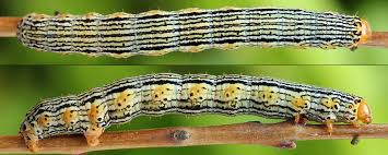 Attēlu rezultāti vaicājumam “Arichanna melanaria”