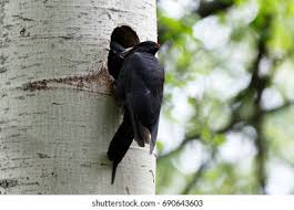 Attēlu rezultāti vaicājumam “Dryocopus martius nest”