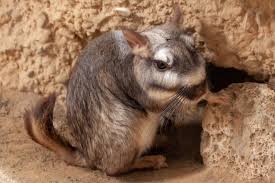 Image result for viscacha