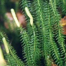 Attēlu rezultāti vaicājumam “Lycopodium annotinum”