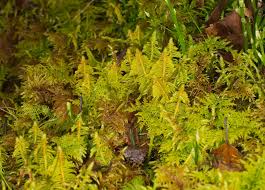 Attēlu rezultāti vaicājumam “Ptilium crista-castrensis”