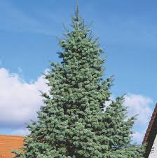 Attēlu rezultāti vaicājumam “Abies concolor”