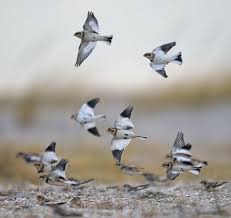 Attēlu rezultāti vaicājumam “Plectrophenax nivalis adult”