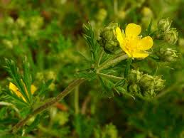 Image result for Potentilla argentea