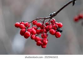 Attēlu rezultāti vaicājumam “Viburnum opulus fruit”