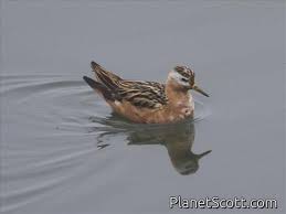 Attēlu rezultāti vaicājumam “Phalaropus fulicarius adult”