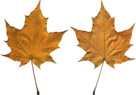 Attēlu rezultāti vaicājumam “Acer platanoides leaf”