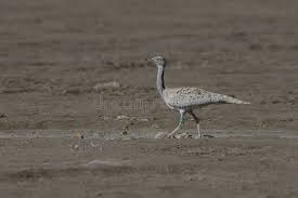 Image result for Chlamydotis macqueenii