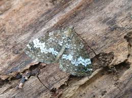 Attēlu rezultāti vaicājumam “Perizoma alchemilla”