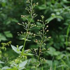Attēlu rezultāti vaicājumam “Scrophularia nodosa leaf”