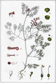 Image result for Fumaria officinalis