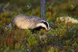 Attēlu rezultāti vaicājumam “Meles meles adult”